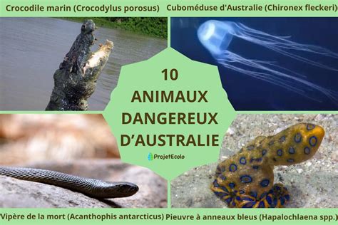 Animaux dangereux Australie