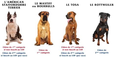 Chien de catégorie 1