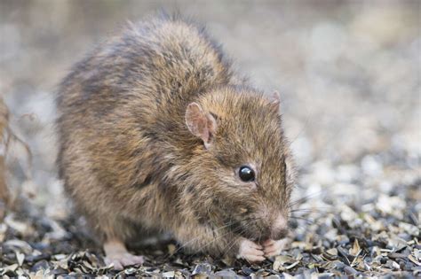 Excréments de mouches