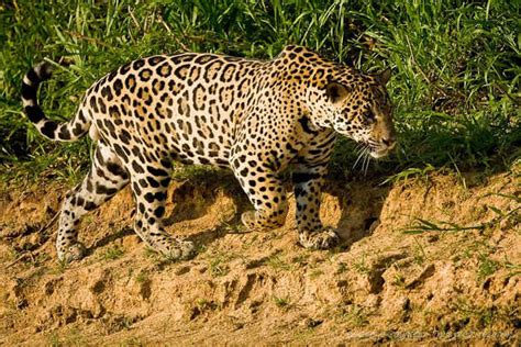 Jaguar du Pantanal