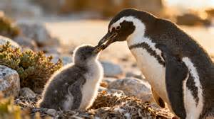 Les Gros Poissons : Une lutte acharnée pour le monopole du saumon