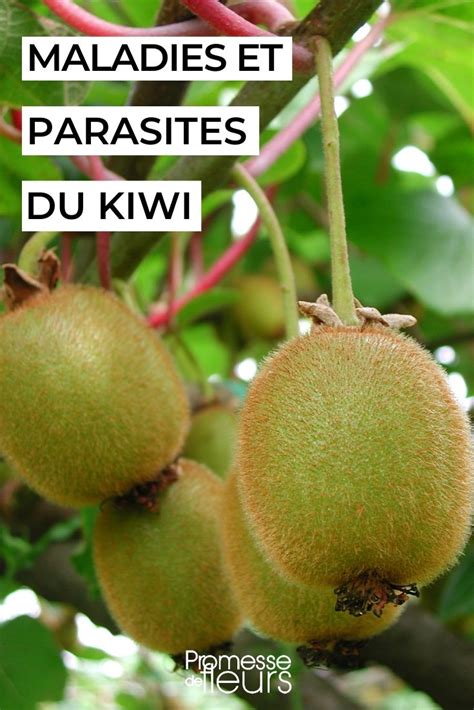Maladies du kiwi