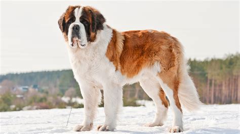 Nana, le chien Saint-Bernard