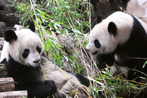 Pandas Huan Huan et Yuan Zi