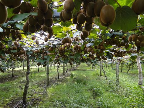 Plantation de kiwis