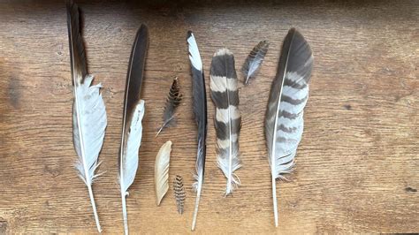 Plumes d'oiseaux