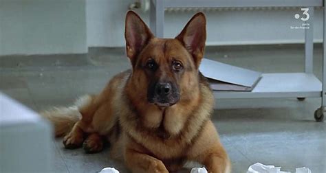 Rex, chien flic